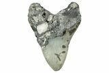 Fossil Megalodon Tooth - North Carolina #342155-2